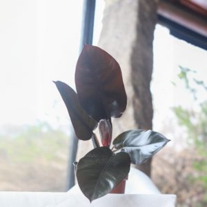 Sumérgete en la belleza única del Filodendro Ruborizado, una planta que cautiva con su elegancia y encanto